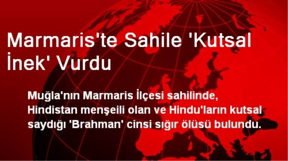 Marmaris\'te Sahile \'Kutsal İnek\' Vurdu