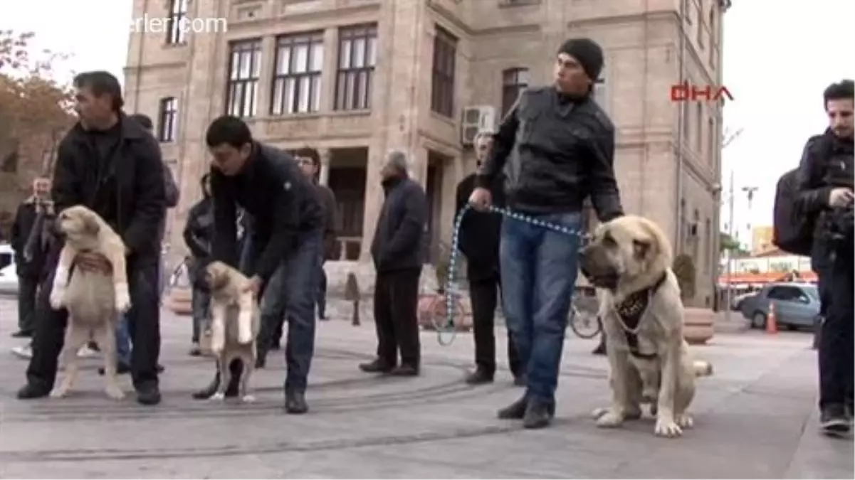 Aksaray Malaklısı Köpeği Fuarda Tanıtılacak