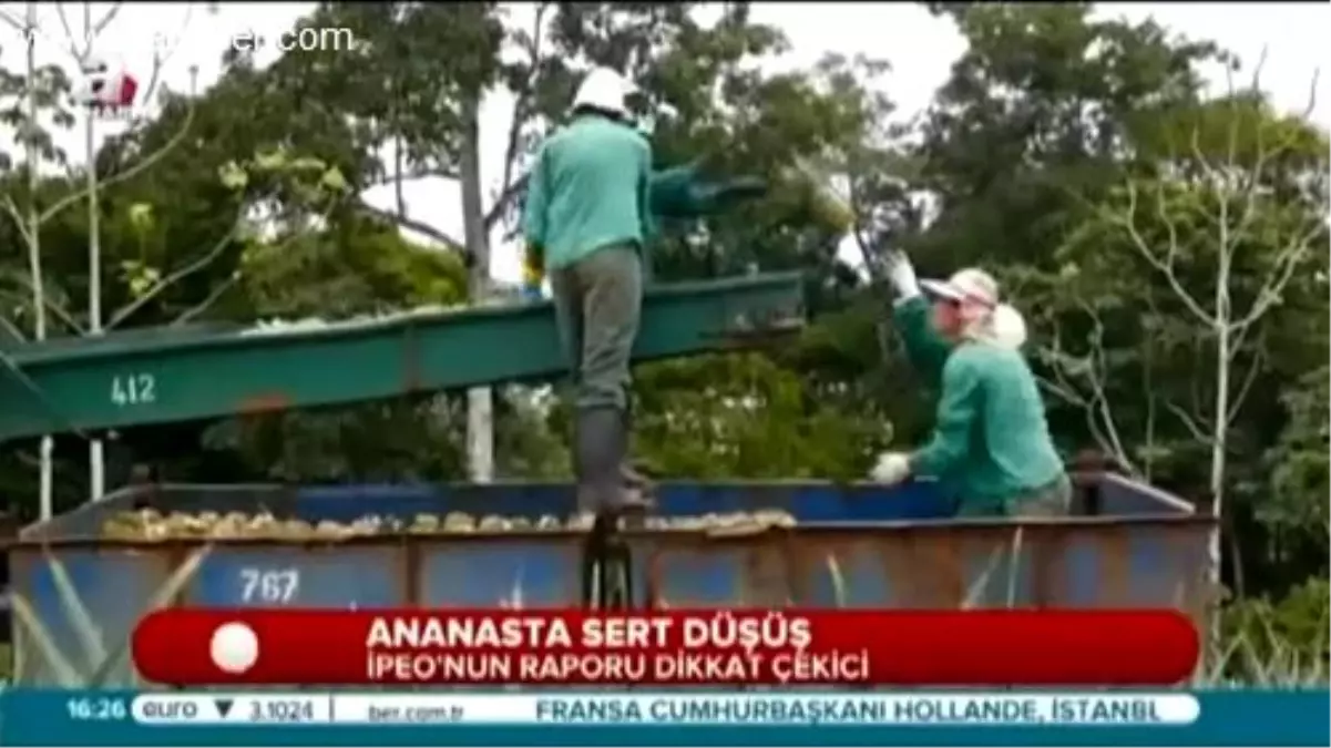 Ananas Rekoltesi Düştü