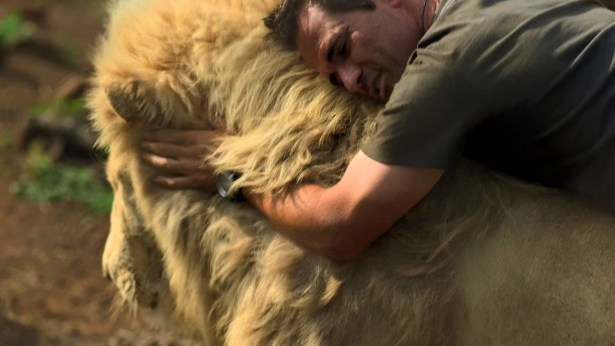 Büyük Kediler Haftası Nat Geo Wild Buluşuyor