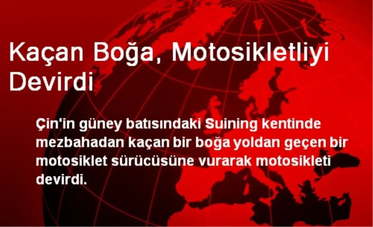 Kaçan Boğa, Motosikletliyi Devirdi