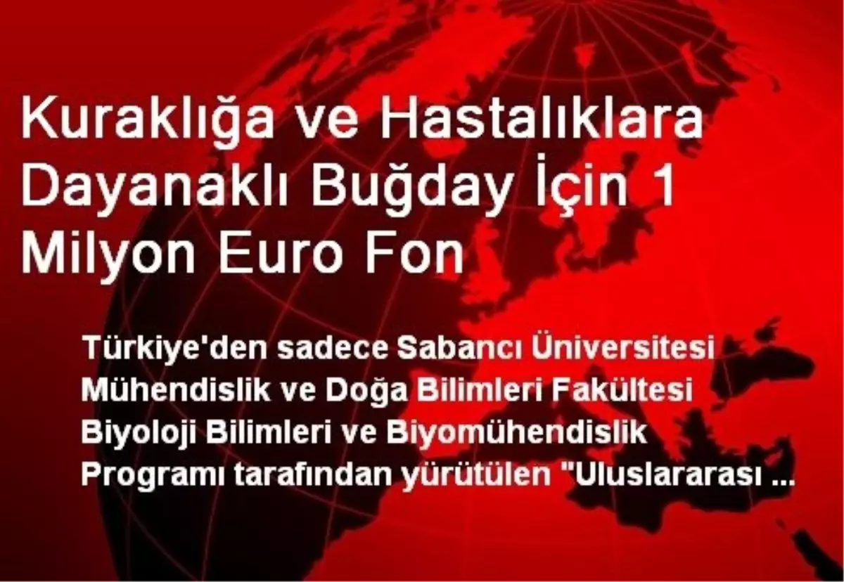 Kuraklığa ve Hastalıklara Dayanaklı Buğday İçin 1 Milyon Euro Fon