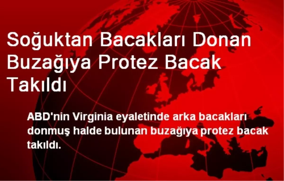 Bacakları Donan Buzağıya Protez Bacak Takıldı