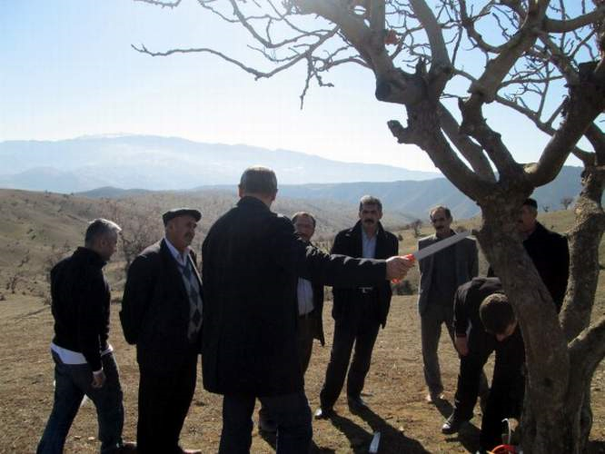 Şirvan İlçesinde Fıstık Budama Eğitimi