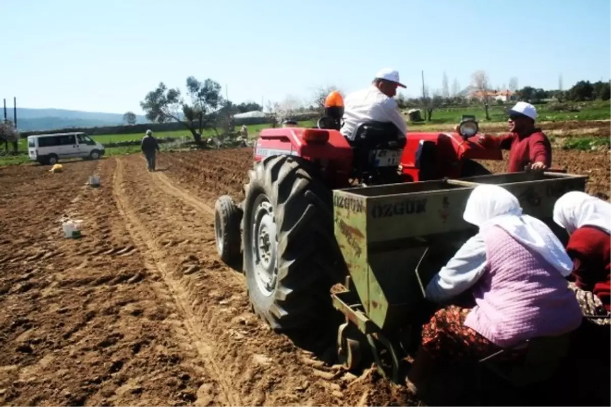 Muğla\'da 17 Ton Patates Tohumu Dağıtılacak