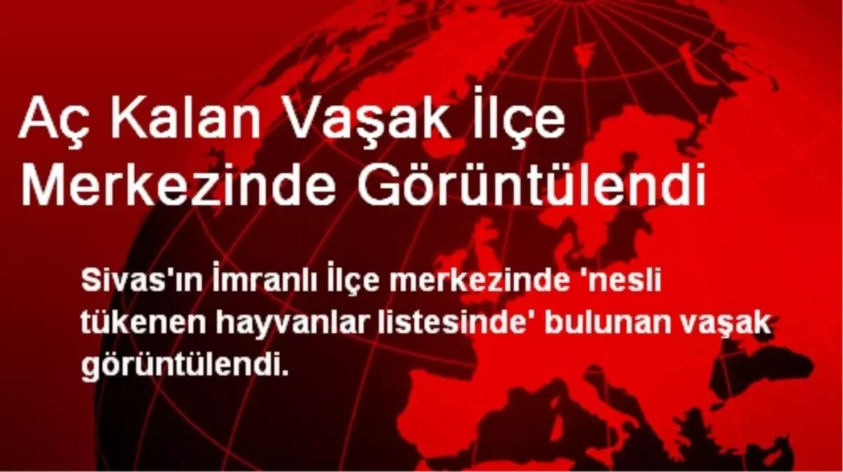 Aç Kalan Vaşak İlçe Merkezinde Görüntülendi