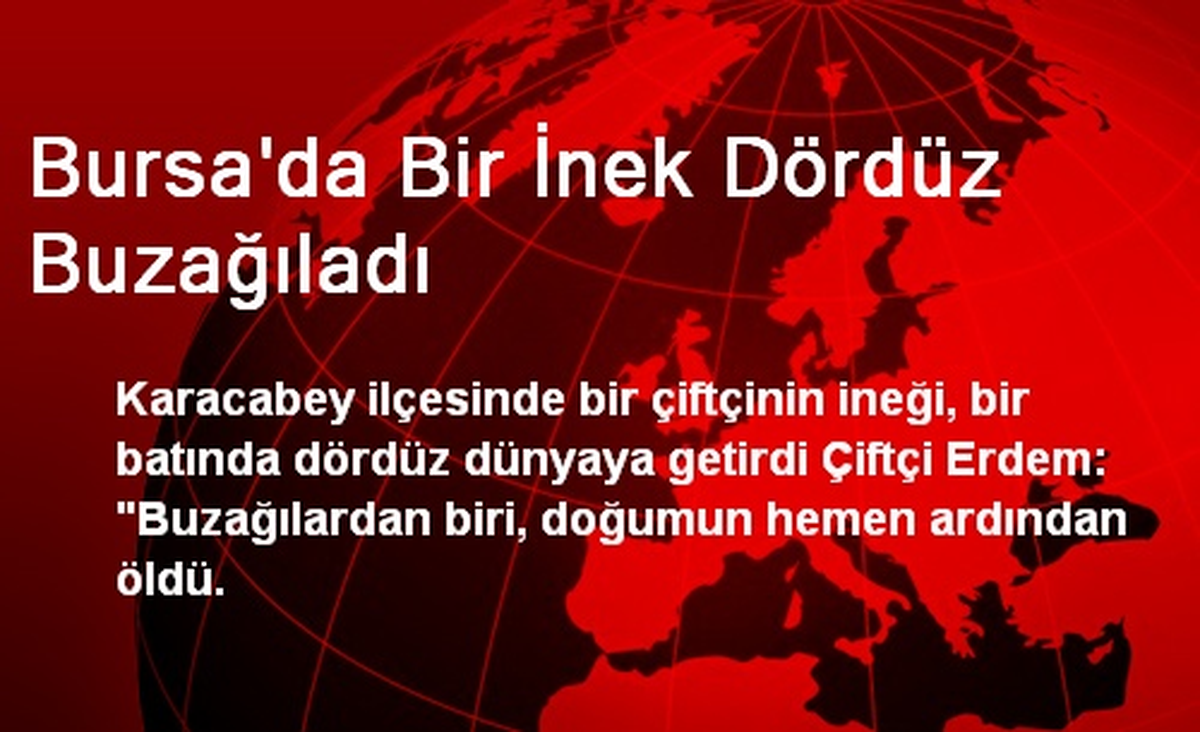Bursa\'da Bir İnek Dördüz Buzağıladı
