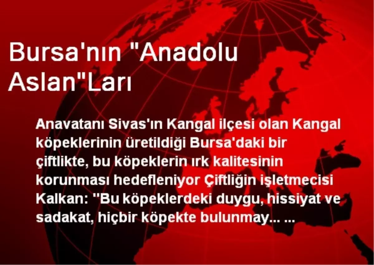 Bursa\'nın "Anadolu Aslan"Ları