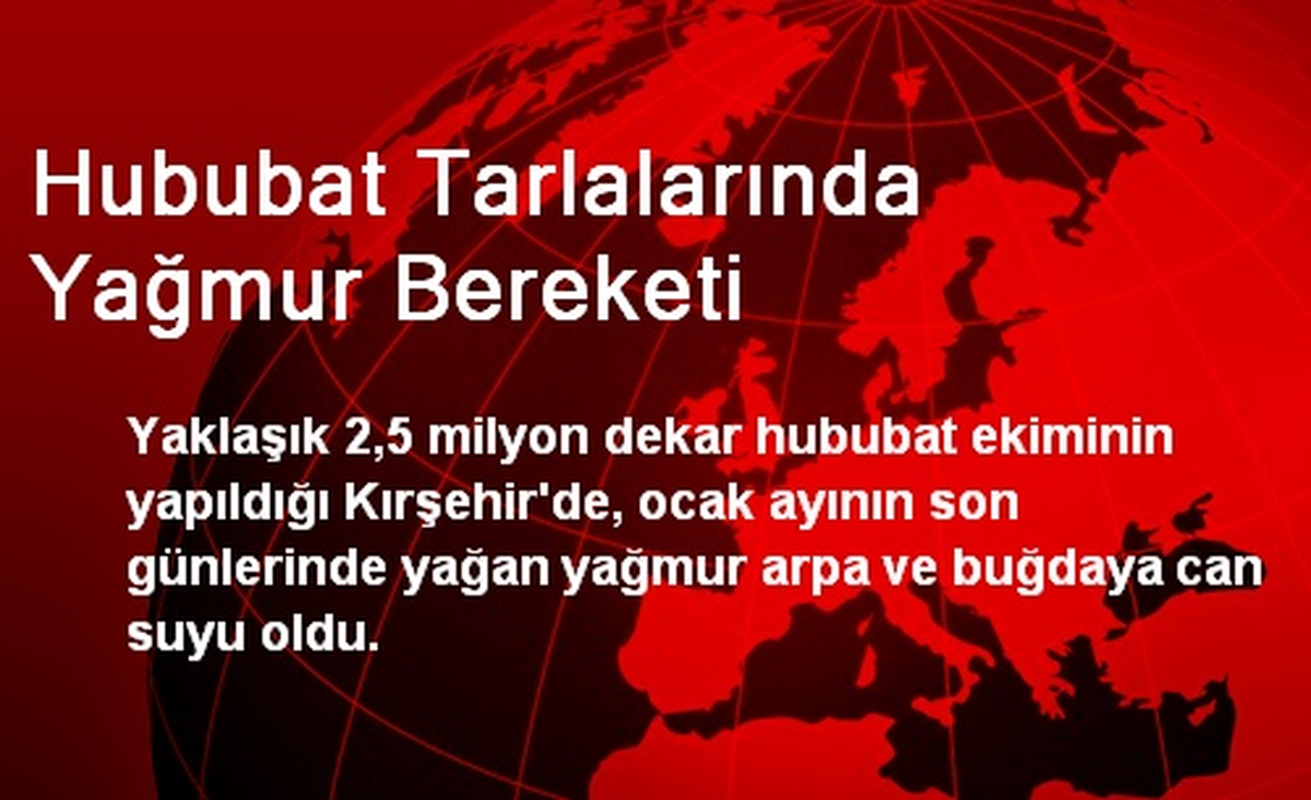 Hububat Tarlalarında Yağmur Bereketi