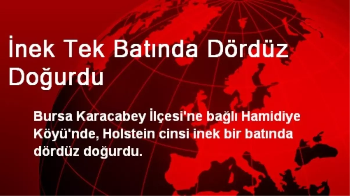 İnek Tek Batında Dördüz Doğurdu