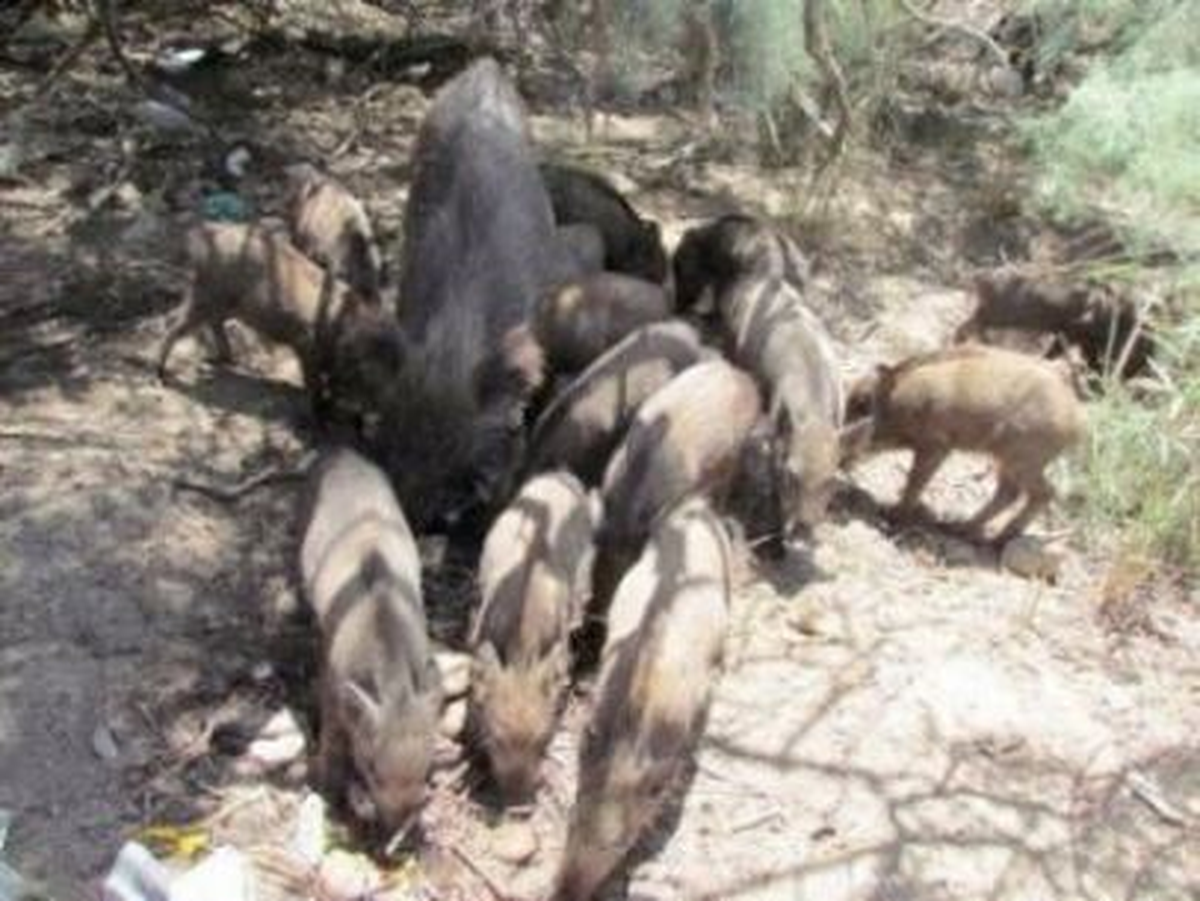 Marmaris\'te Aç Kalan Domuzlar Şehre İndi