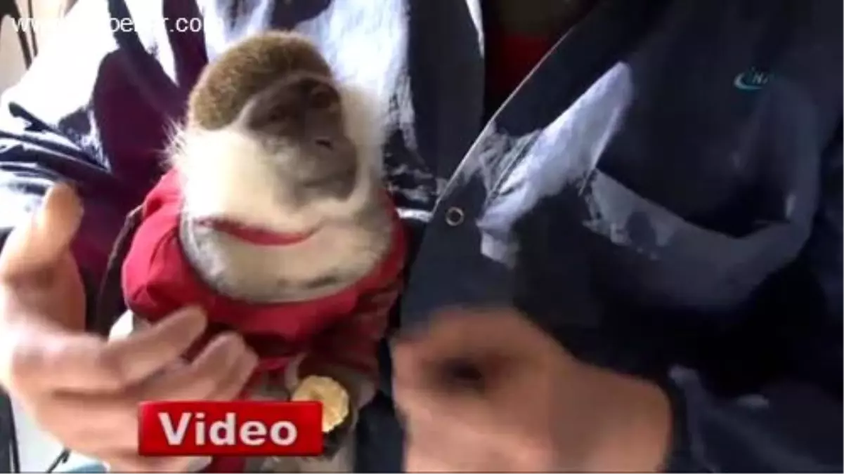Ankara\'da Berber Dükkanındaki Maymun Çırak Şaşırttı