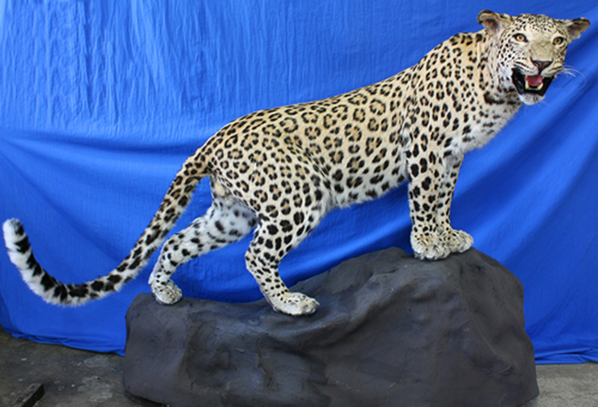 Diyarbakır\'da Vurulan Leoparın Tahniti Tamamlandı