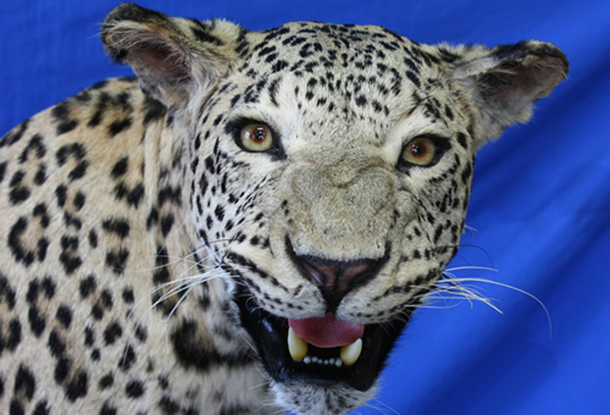 Diyarbakır\'da Vurulan Leoparın Tahniti Tamamlandı (Görüntülü)