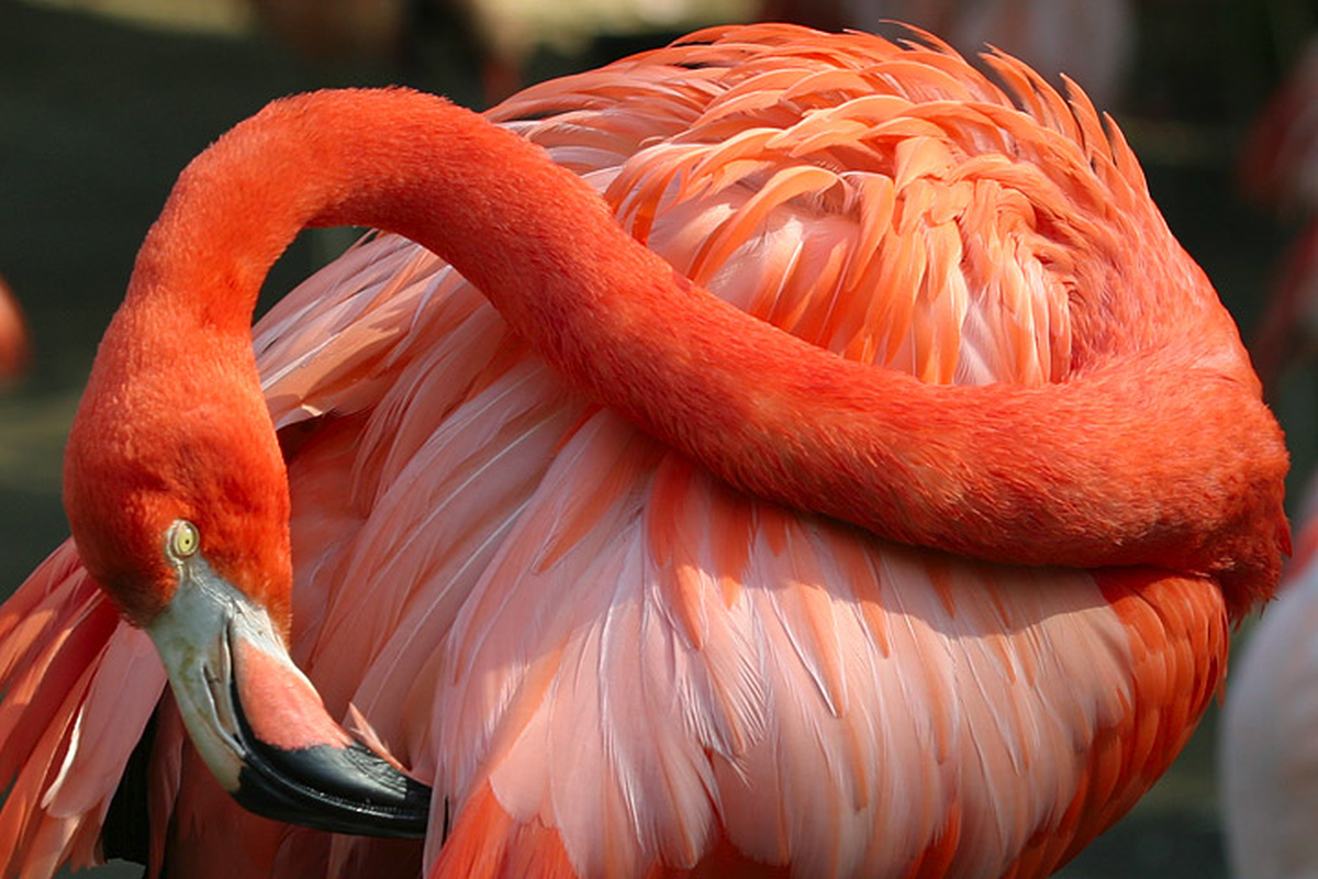 Dünyanın En Yaşlı Flamingosu Öldü