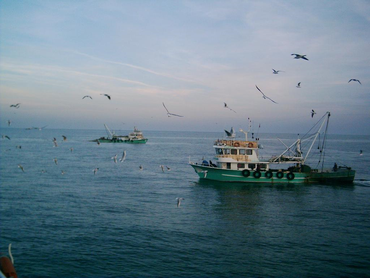 Karadeniz\'de Balık Kalmadı