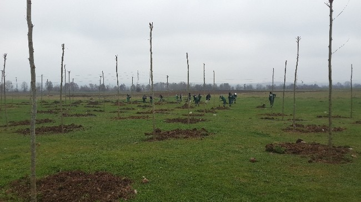 Kartepe\'de 250 Adet Çınar Ağacı Dikildi