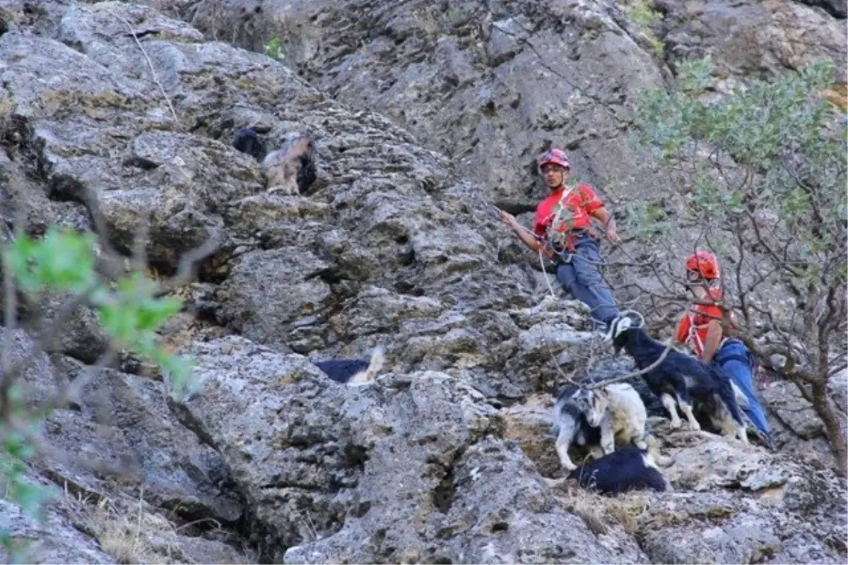 Kayalıkta Mahsur Kalan Keçileri Akut Kurtarıldı