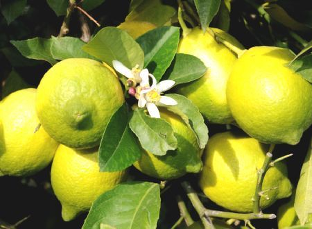Mersin\'de Limon, Üreticisinin Yüzünü Güldürüyor