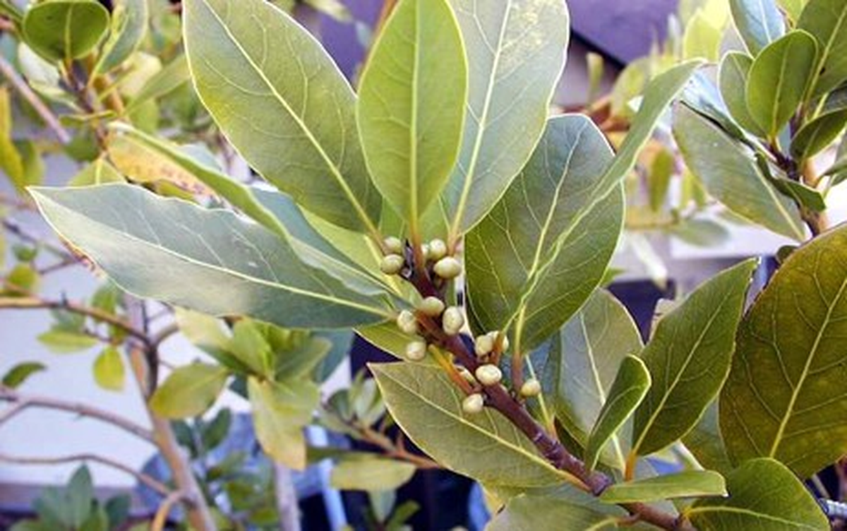 Mersin\'de Yeni Sezon Defne İhracatı Başladı