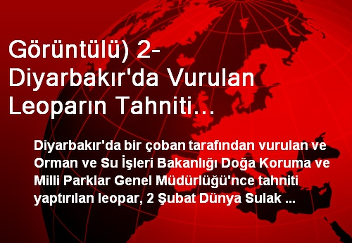 Görüntülü) 2- Diyarbakır\'da Vurulan Leoparın Tahniti Tamamlandı