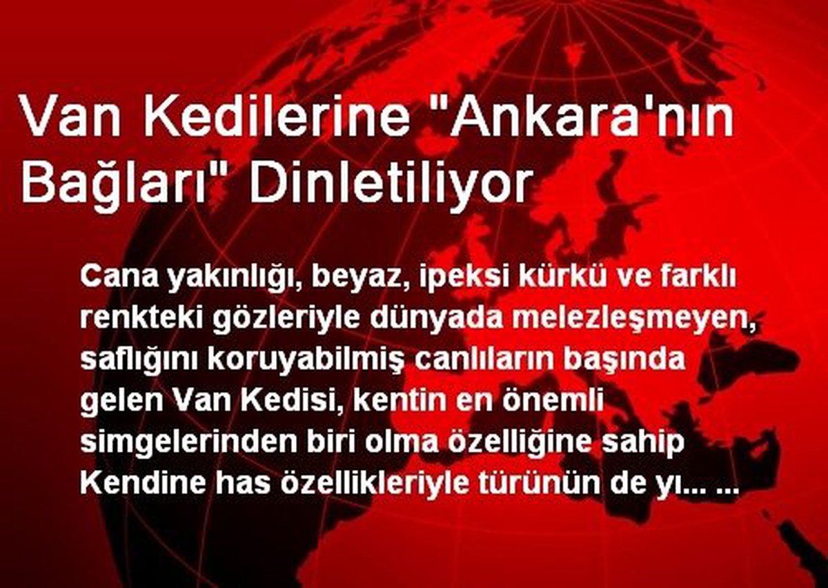 Van Kedilerine "Ankara\'nın Bağları" Dinletiliyor