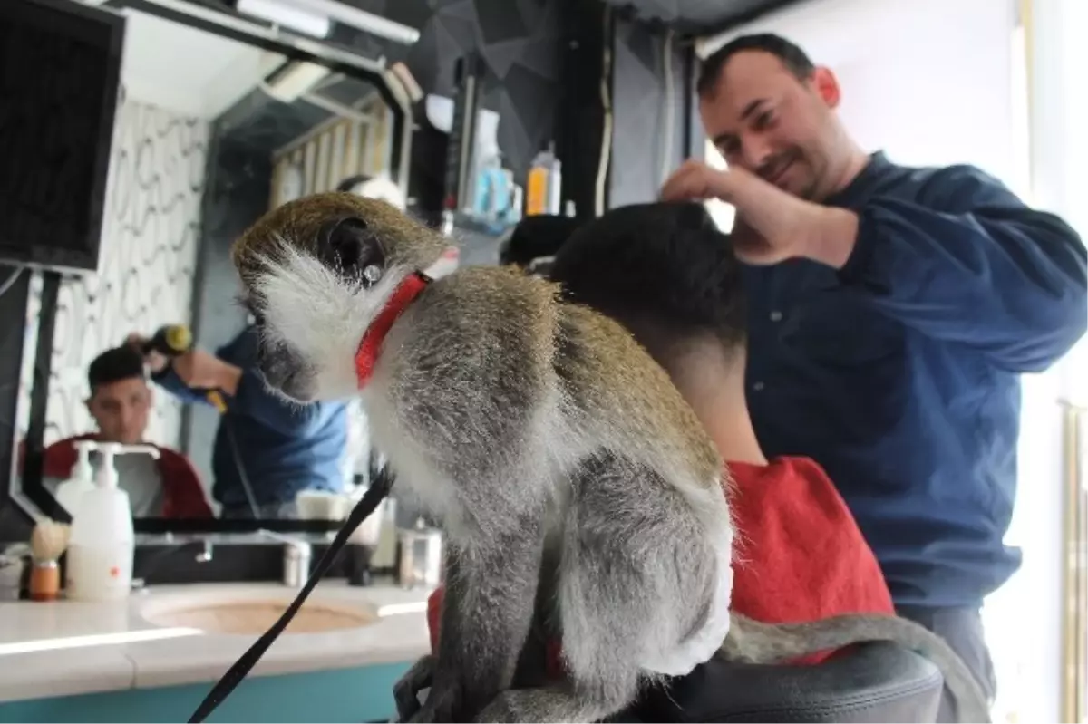 Ankara\'da Berber Dükkanındaki Çırak Maymun İlgi Odağı Oldu