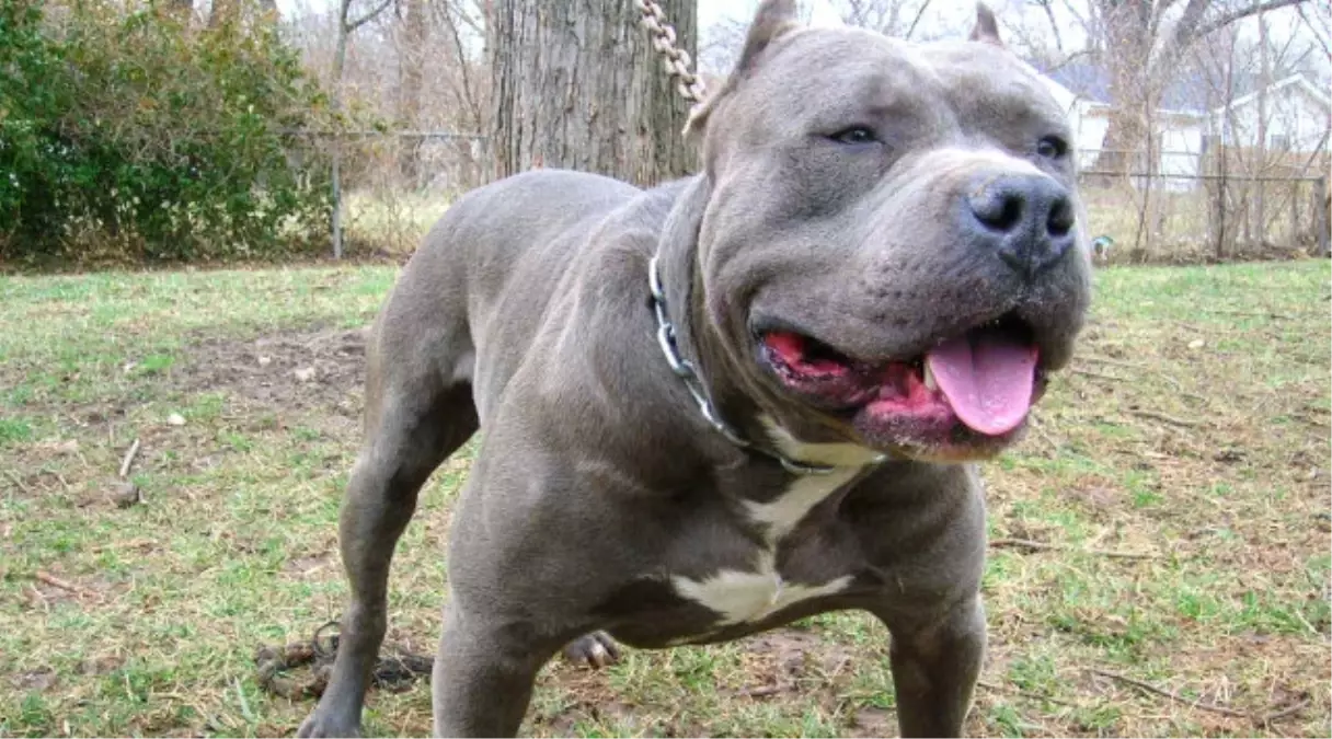 Pitbull, Sahibini Parçalayarak Öldürdü