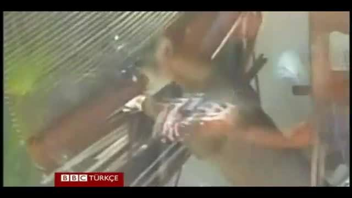 Sabah Kahvaltısında Beklenmedik Konuk