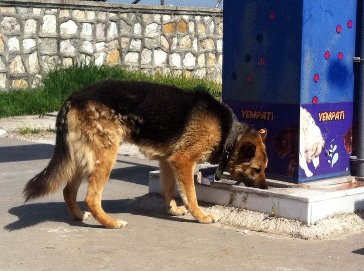 Yem-Pati Projesi Kapsamında Sokak Hayvanlarına Ayda 900 Kilo Mama Veriliyor