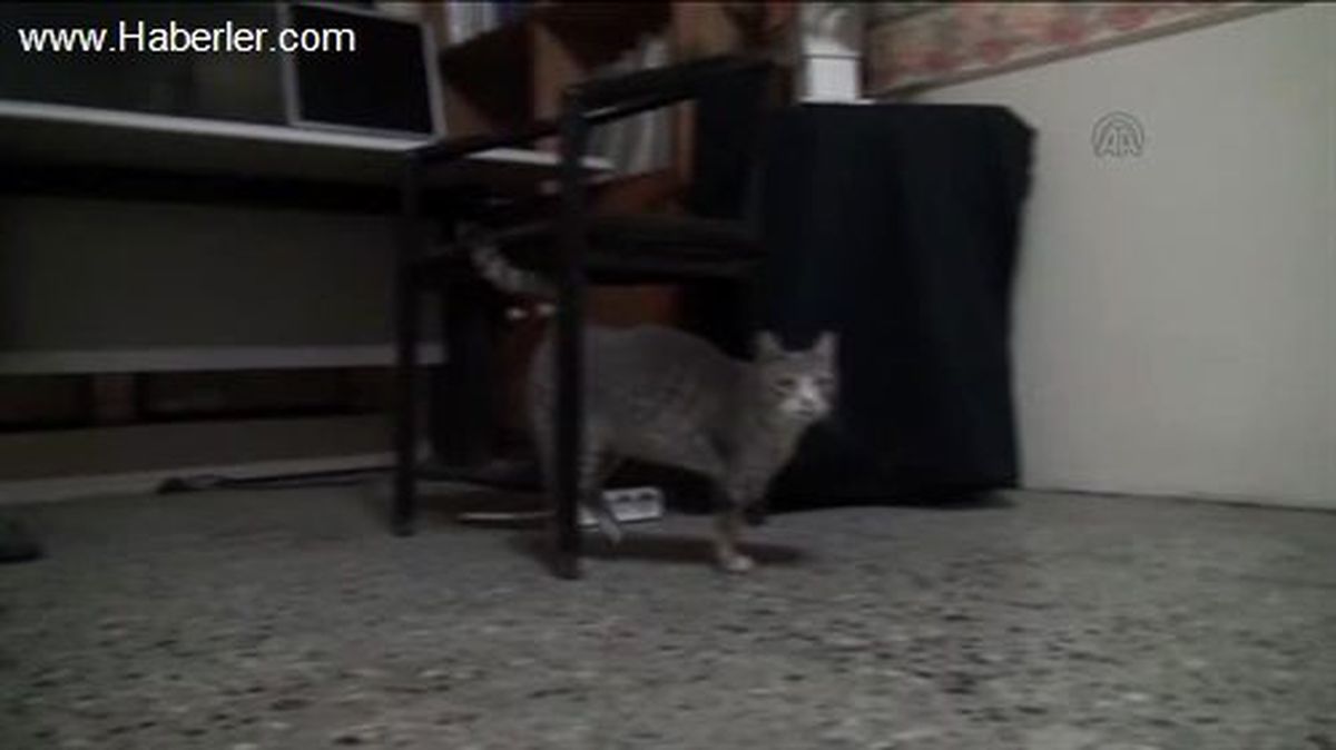 Engelli Derneğinin engelli kedisi -