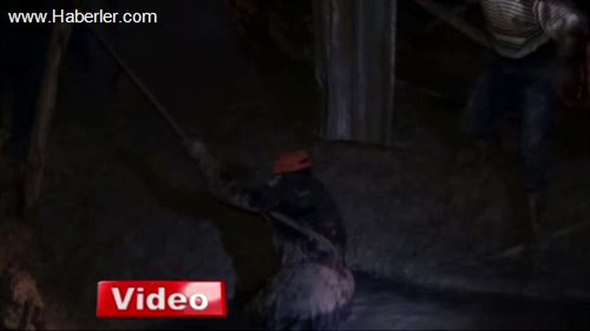 Keçilerini Ararken Kuyuya Düştü