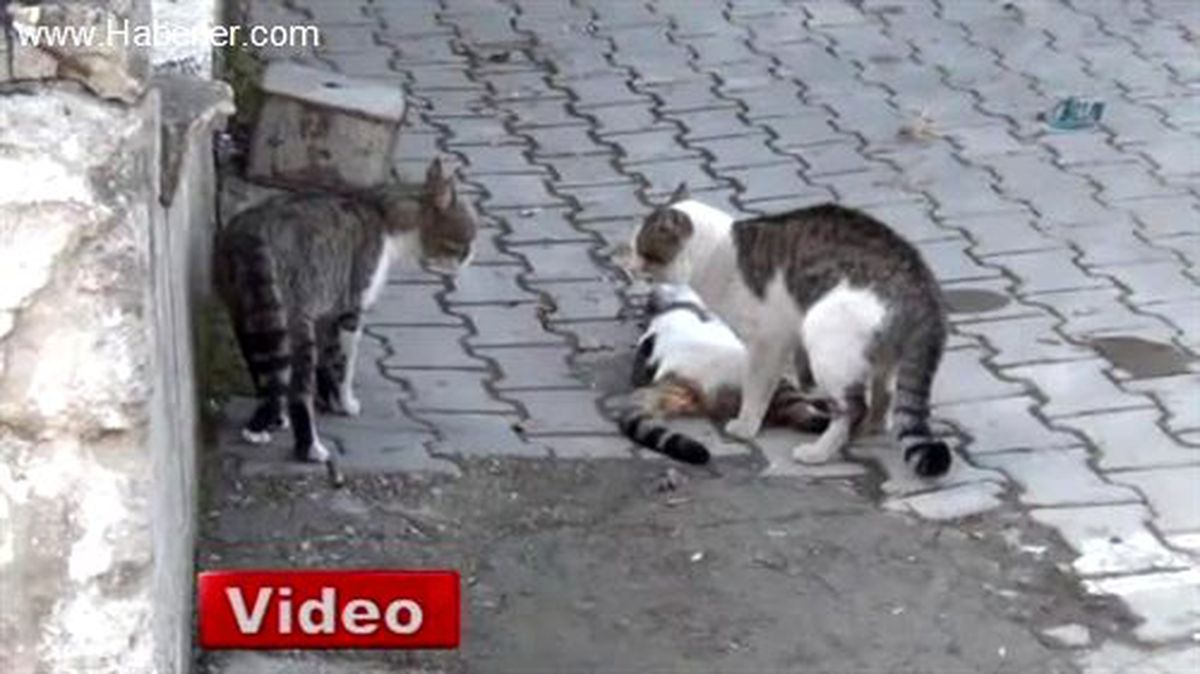 Kedi\'den İnsanlık Dersi