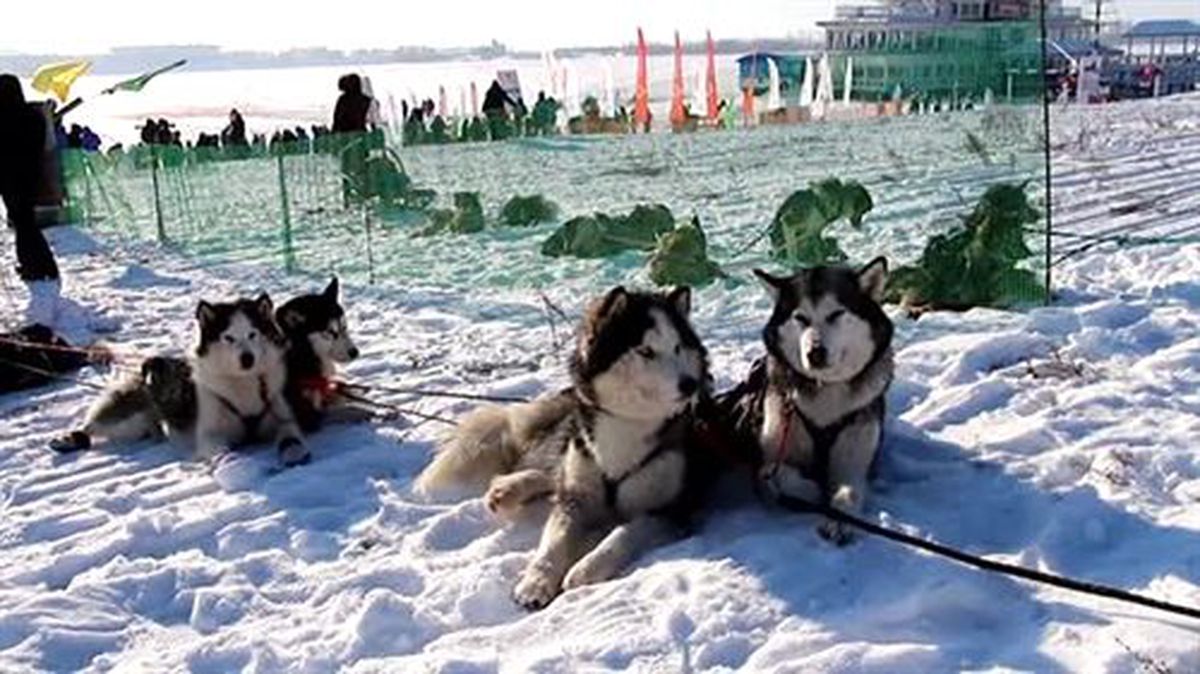 Tataristan\'da "Quest Volga 2014" heyecanı -