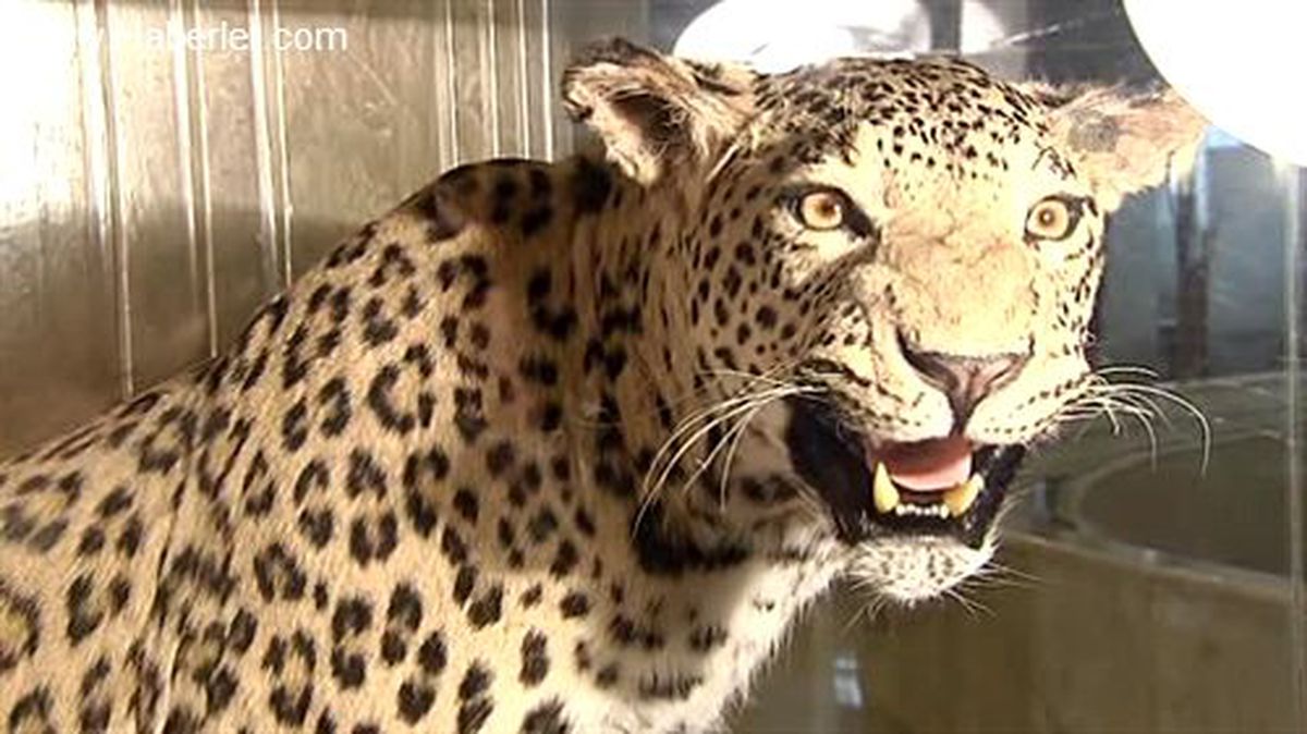 Bakan Eroğlu, doldurularak korunan leoparı inceledi -