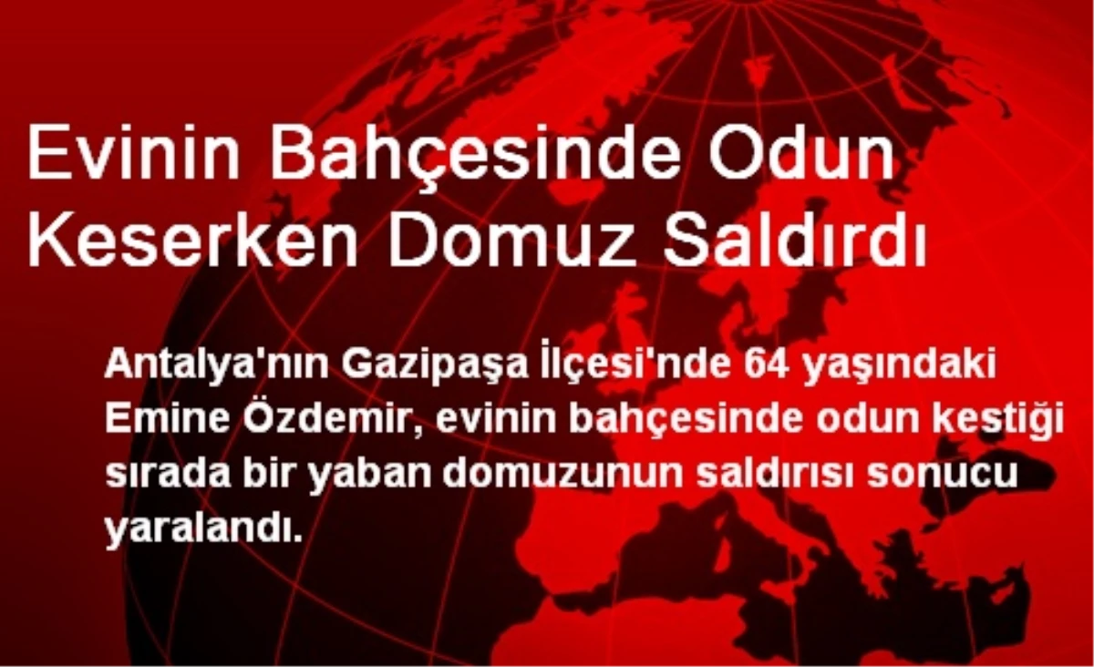 Evinin Bahçesinde Odun Keserken Domuz Saldırdı