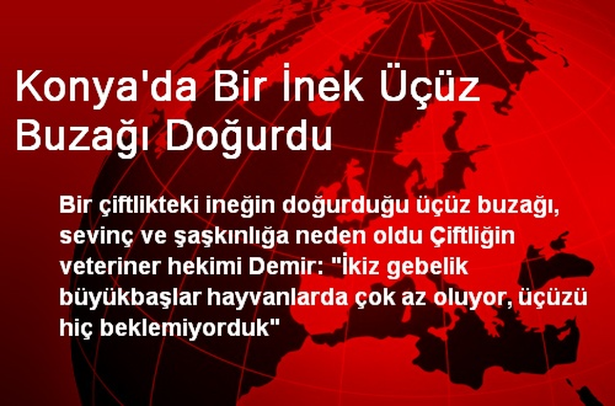 Konya\'da Bir İnek Üçüz Buzağı Doğurdu