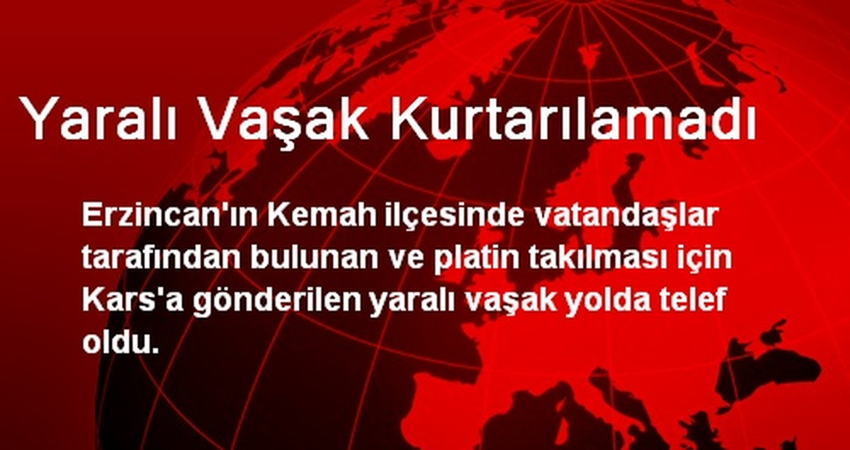 Yaralı Vaşak Kurtarılamadı