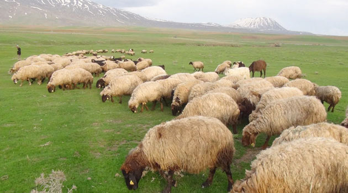 15 Yaşındaki Çoban Ölü Bulundu