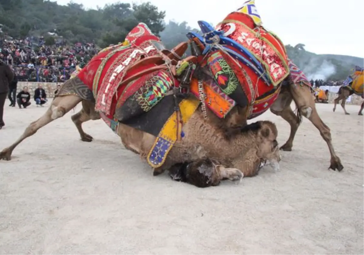 Develer karda eğitiliyor -