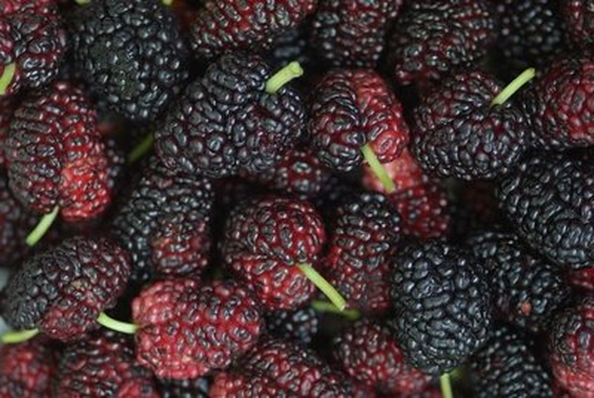 Havran\'da Karadut Üretimi Yaygınlaştırılıyor