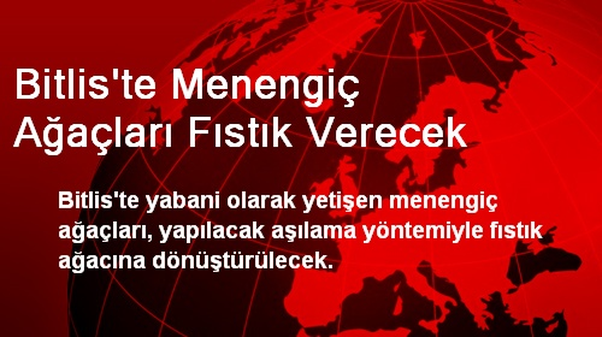 Bitlis\'te Menengiç Ağaçları Fıstık Verecek