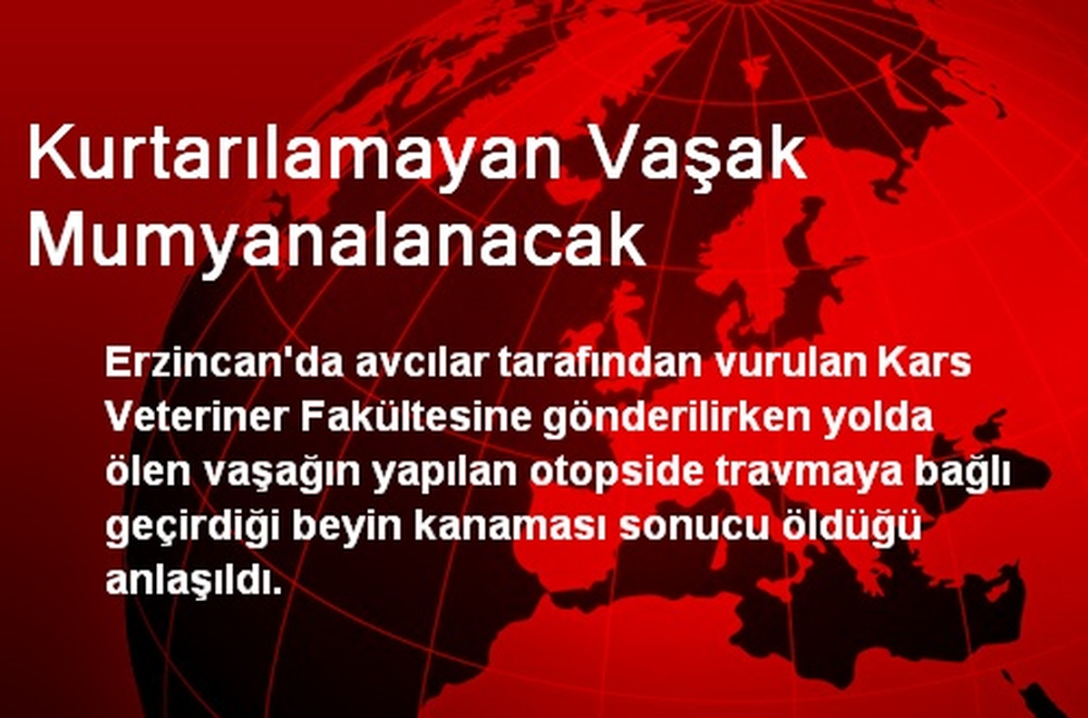 Kurtarılamayan Vaşak Mumyanalanacak