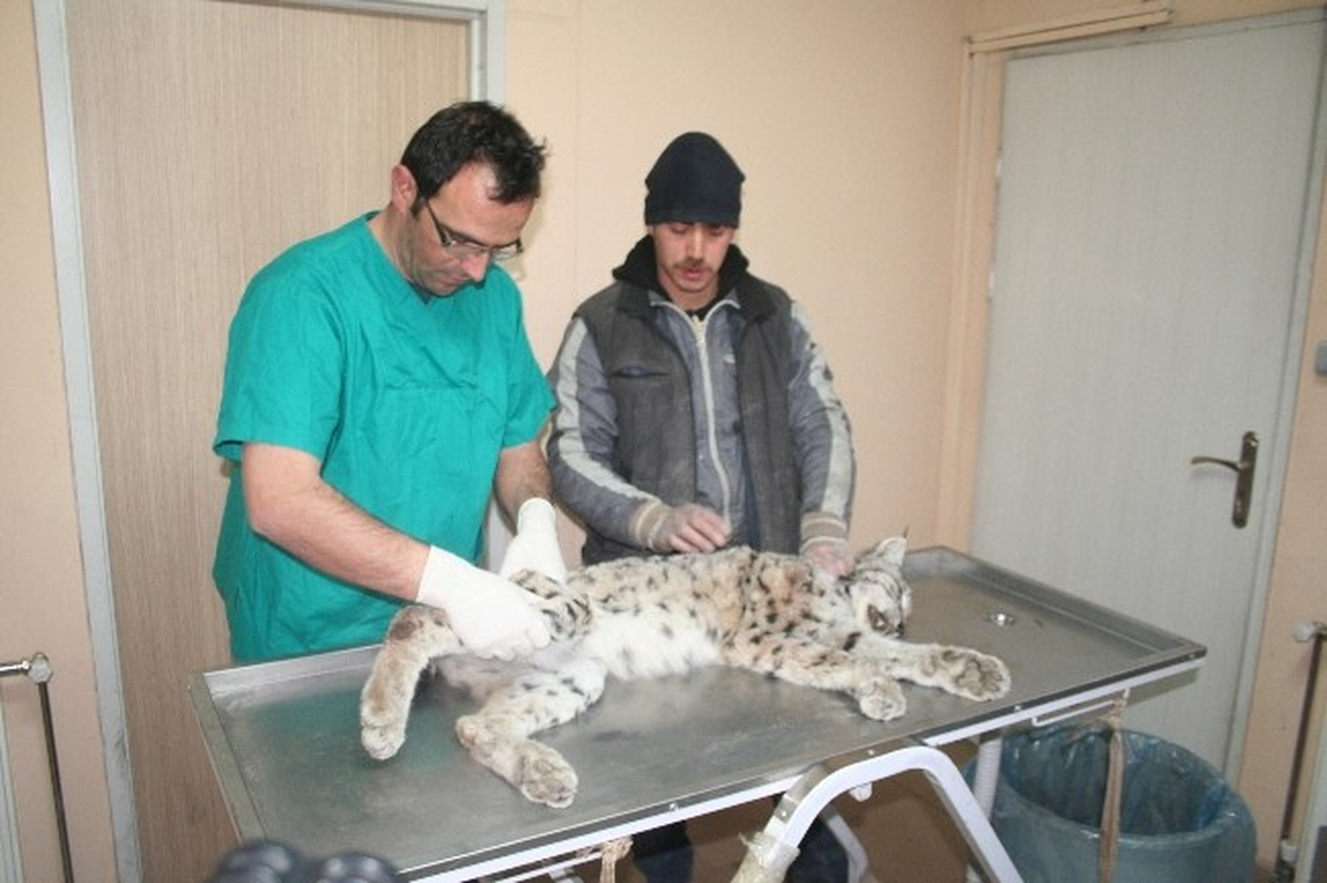 Yaralı Vaşak Kurtarılamadı