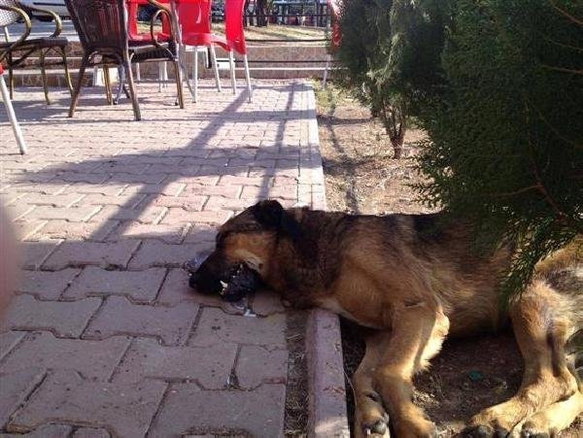 Uşak\'ta 22 Köpeğin İtlafına 19 Bin Lira Ceza
