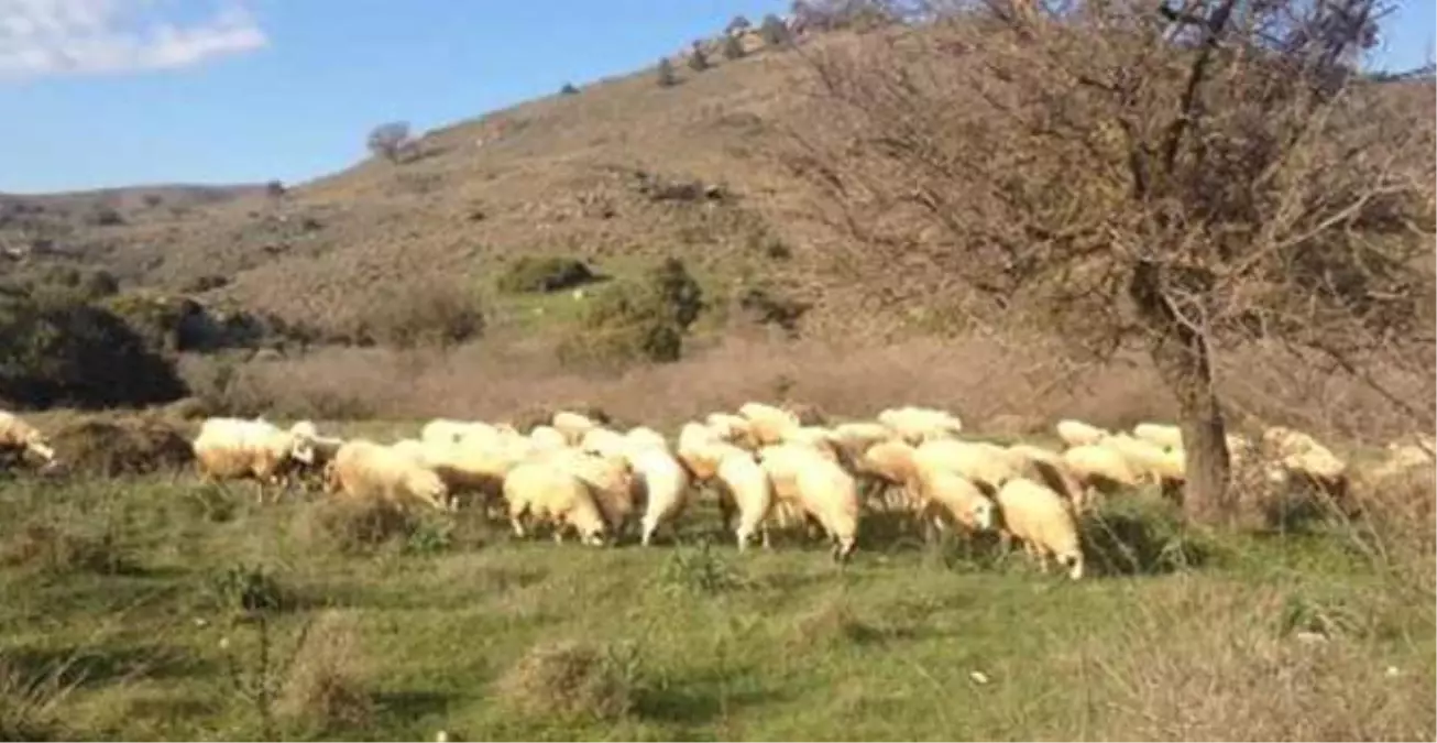 AK Partili Vekilden Koyun Sürüsü Fotoğrafı
