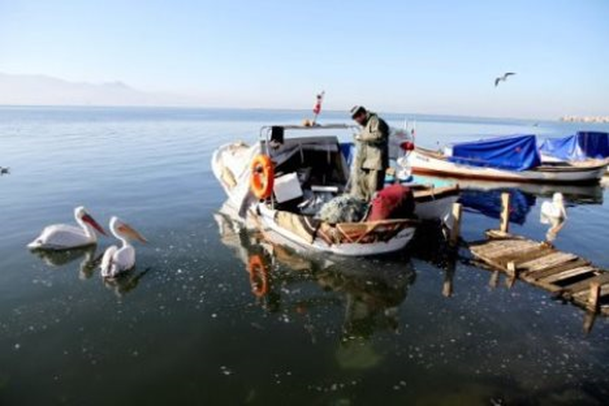Balıkçıların Pelikanlarla Zoraki Dostluğu