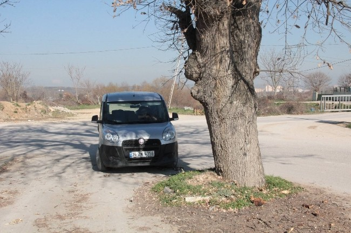 Bu Ağaç Sürücüleri Korkutuyor