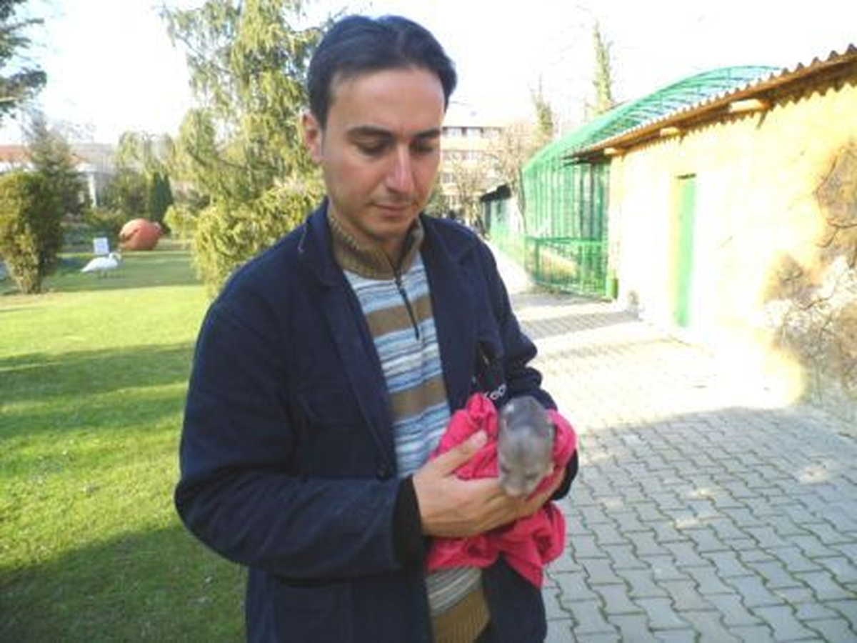 Donmak Üzereyken Bulanan Yavru Ayı, Koruma Altında