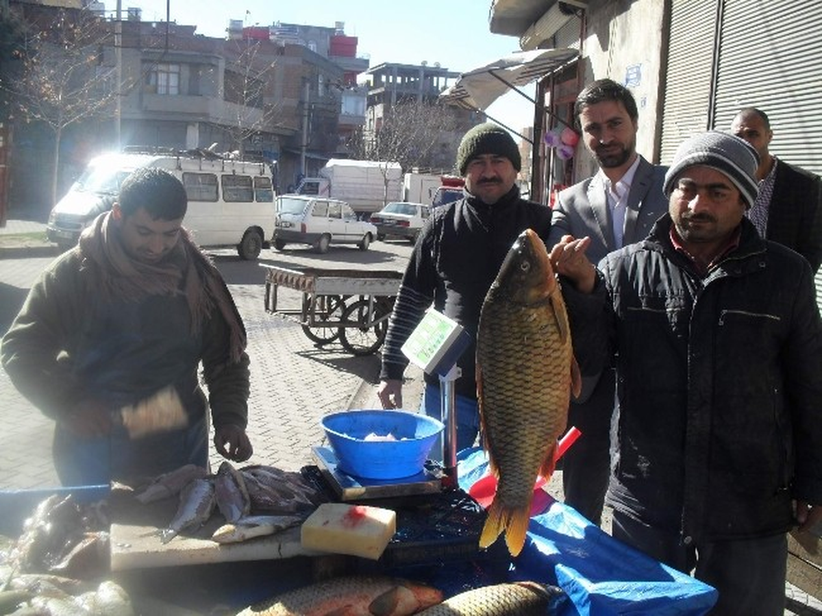 Fırat Nehri Balıklarına Yoğun İlgi